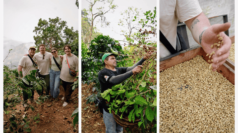 Coffee Farm